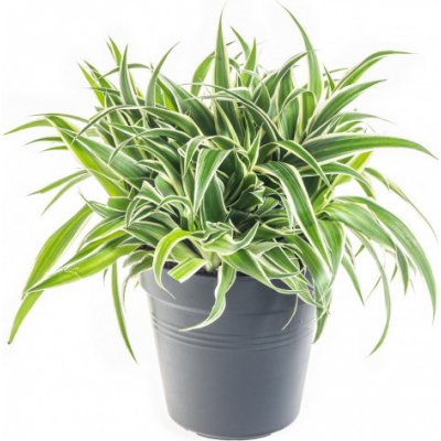 Zelenec, Chlorophytum comosum Ocean, průměr květináče 15 cm – Zboží Mobilmania