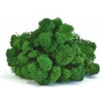 Stabilizovaný LIŠEJNÍK (sobí mech) Canopy | PŘÍRODNĚ ZELENÝ | 100 g – Zboží Mobilmania