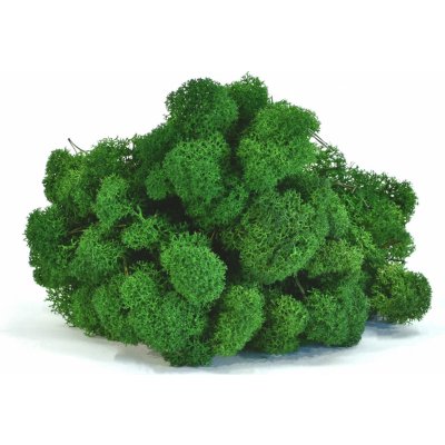 Stabilizovaný LIŠEJNÍK (sobí mech) Canopy | PŘÍRODNĚ ZELENÝ | 100 g – Zboží Mobilmania