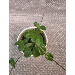 Hoya Mathilde 9 cm – Zboží Dáma