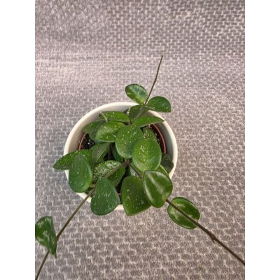 Hoya Mathilde 9 cm – Zboží Dáma