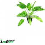 Echinodorus Marble Queen - Šípatkovec Marble Queen – Sleviste.cz