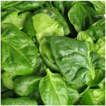 Špenát setý zelný Monnopa - Spinacia oleracea - osivo špenátu - 100 ks – Hledejceny.cz
