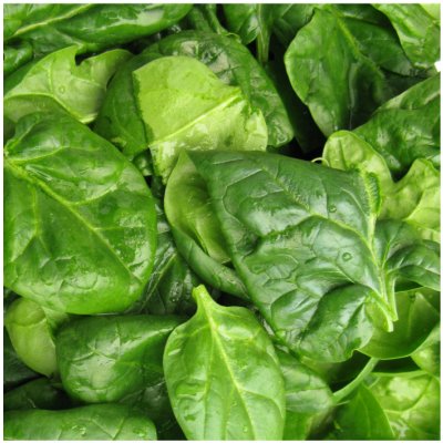 Špenát setý zelný Monnopa - Spinacia oleracea - osivo špenátu - 100 ks – Hledejceny.cz