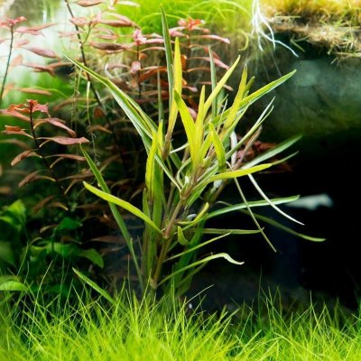 Hygrophila lacustris - Mokřanka jezerní – Hledejceny.cz