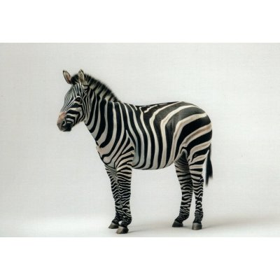 Pohlednice Zebra 1 – Hledejceny.cz