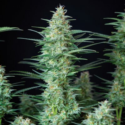 Buddha Seeds Red Dwarf AUTO semena neobsahují THC 50 ks – Zboží Dáma Buddha Seeds Red Dwarf AUTO semena neobsahují THC 50 ks – Zboží Dáma