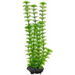 Tetra rostlina Ambulia 30 cm – Zboží Mobilmania