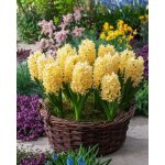 Hyacint 'Yellowstone' 3 ks – Zboží Dáma