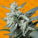 Original Sensible Seeds Cannafuel CBD + semena neobsahují THC 50 ks – Zboží Dáma