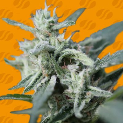 Original Sensible Seeds Cannafuel CBD + semena neobsahují THC 50 ks – Zboží Dáma