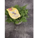 Pelargonium graveolens citron – Hledejceny.cz