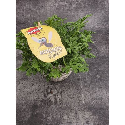 Pelargonium graveolens citron – Hledejceny.cz