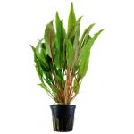 Cryptocoryne undulata Broad Leaves – Hledejceny.cz