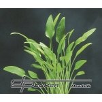 Cryptocoryne x willisii – Hledejceny.cz