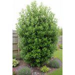 Bobkovišeň lékařská 'Rotundifolia' – Zboží Dáma