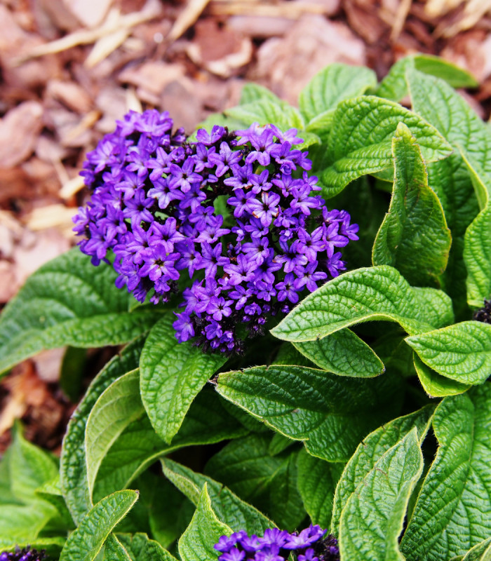 Otočník stromovitý Marine - Heliotropium arborescens - semena - 40 ks