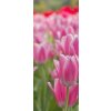 Tapety WEBLUX Samolepka na dveře fólie - 22107035 tulipán flowerbed bortit se rozměry 90 x 220 cm