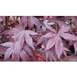 Acer palm. 'Bloodgood' Prodejní velikost: 060/080, Velikost hrnku: 10 l – Zboží Dáma
