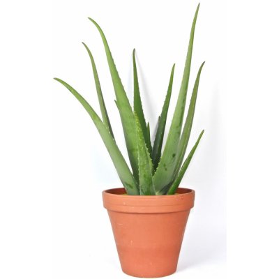 Gardners Aloe Vera, průměr 19-21 cm Aloe pravá – Zbozi.Blesk.cz