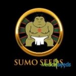 Sumo Seeds CBD OG Kush 1:1 semena neobsahují THC 3 ks – Zboží Mobilmania