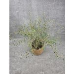 Sophora Prostrata Little – Sleviste.cz