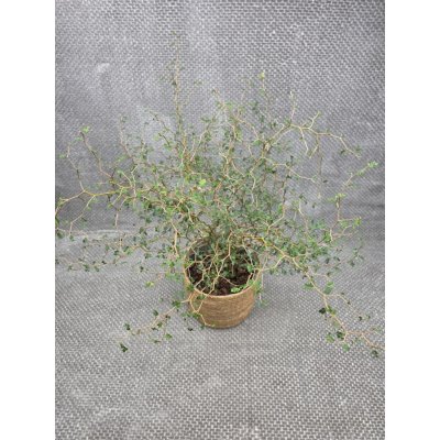 Sophora Prostrata Little – Sleviste.cz