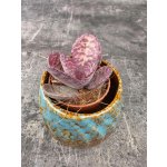 Kalanchoe Zebra mini – Hledejceny.cz