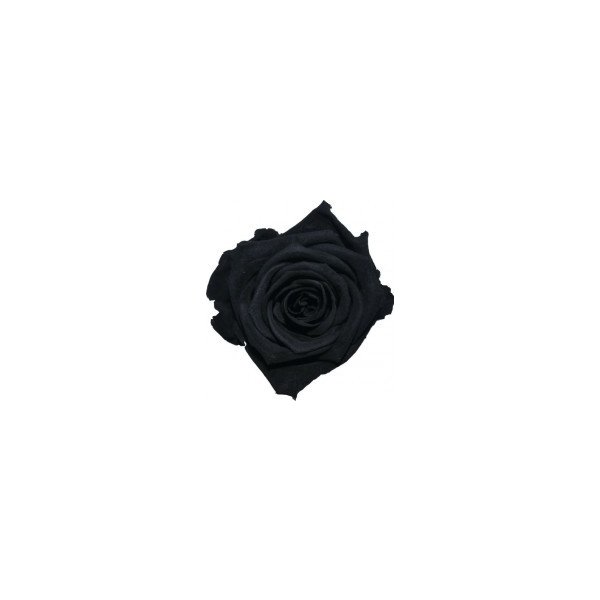Květina Dárková stabilizovaná růže - černá