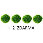 Cladophora aegagropila - Mechová koule 6 ks – Hledejceny.cz