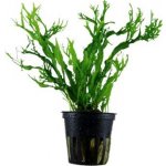 Microsorum pteropus Windelov – Zboží Dáma