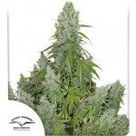 Dutch Passion AUTO Ultimate semena neobsahují THC 3 ks – Sleviste.cz