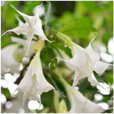 Brugmansie bílá - Andělská trubka bílá - Brugmansia arborea - prodej semen - 10 ks