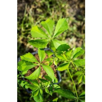 Loubinec (přísavník) pětilistý 'Elgenmannii' pnoucí druh