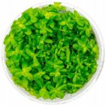 Ammania sp. Bonsai – Sleviste.cz