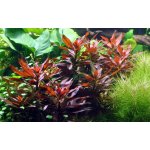 Ludwigia glandulosa - Zakucelka žláznatá – Zbozi.Blesk.cz