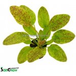 Echinodorus Green Flame – Zboží Dáma