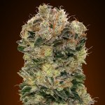 00 Seeds Bank AUTO Sweet Somango semena neobsahují THC 25 ks – Zboží Mobilmania
