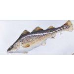 Gaby polštářek ryba Treska obecná 38 cm – Sleviste.cz