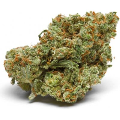 Growers Choice The Real Amnesia semena neobsahují THC 5 ks – Zboží Dáma