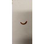 Potemník moučný 0,1 l – Hledejceny.cz