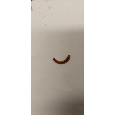 Potemník moučný 0,1 l – Hledejceny.cz