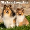 Kalendář Shetland Sheepdogs Square 2024