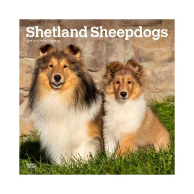 Shetland Sheepdogs Square 2024 – Zbozi.Blesk.cz