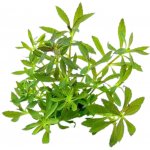 Limnophila hippuridoides – Sleviste.cz