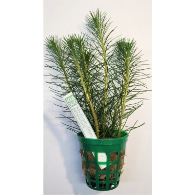 Myriophyllum propinum – Sleviste.cz