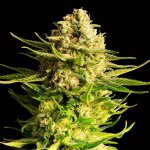 Kannabia Seeds Indica Cream semena neobsahují THC 1 ks – Zboží Dáma