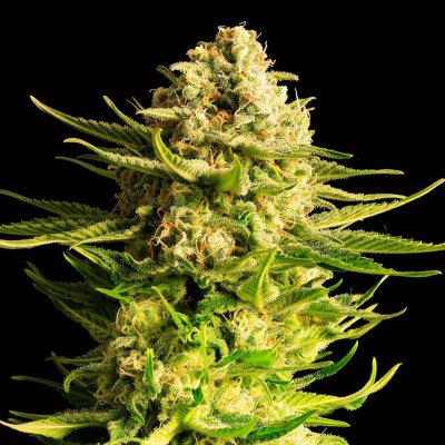Kannabia Seeds Indica Cream semena neobsahují THC 1 ks – Zboží Dáma
