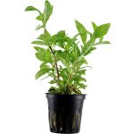 Hygrophila polysperma Rosanervig – Sleviste.cz