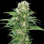 Sensi Seeds Early Skunk Automatic semena neobsahují THC 3 ks – Zboží Dáma